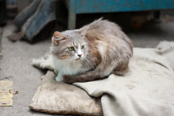 stock image Cat with green eyes