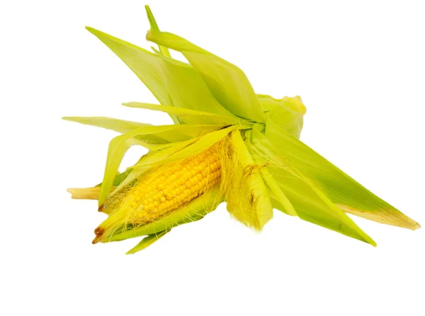 Primer plano de mazorca de maíz sobre fondo blanco — Foto de Stock