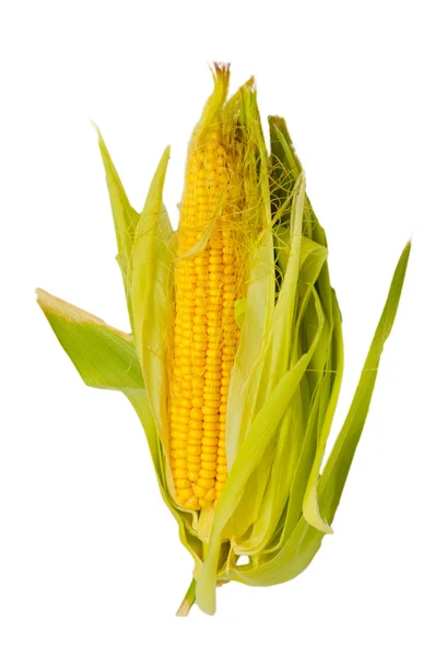 Крупный план кукурузного початка на белом фоне — стоковое фото
