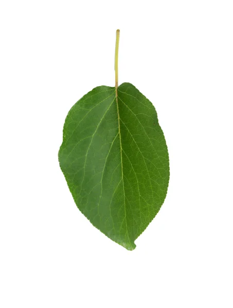 Leaf of dried apricots on a white background — Stock Photo, Image