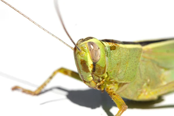 흰색 절연 녹색 곤충 메뚜기 — 스톡 사진