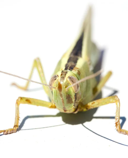 Groene insect sprinkhaan geïsoleerd op wit — Stockfoto
