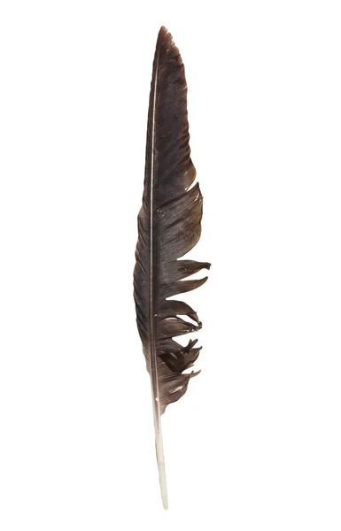 Pena de corvo em um fundo branco — Fotografia de Stock