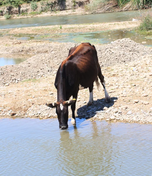 Kuh trinkt Wasser aus einem Fluss — Stockfoto