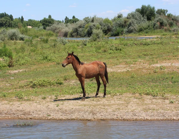 自然の馬 — ストック写真