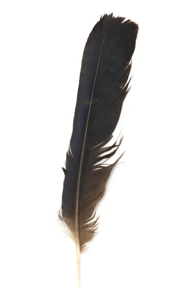Beyaz arkaplanda siyah kalem — Stok fotoğraf