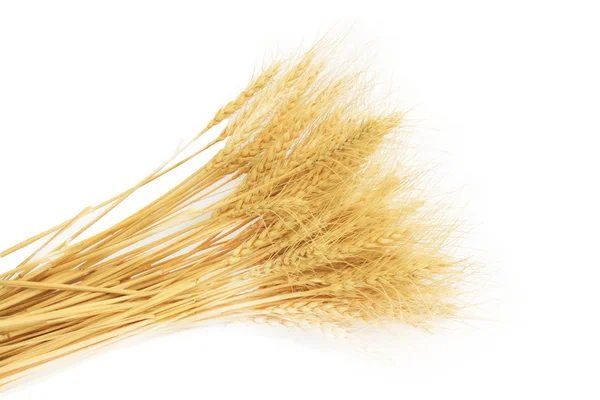 Grama de trigo isolado sobre fundo branco — Fotografia de Stock