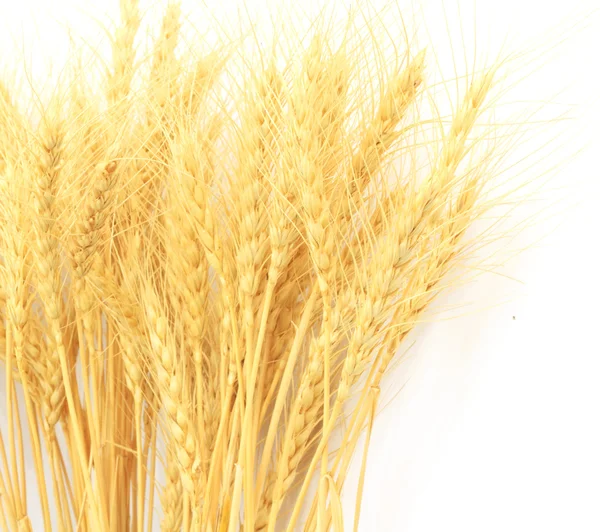 Erba di grano isolato su sfondo bianco — Foto Stock