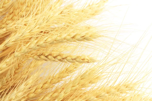 小麦在背景中 — 图库照片