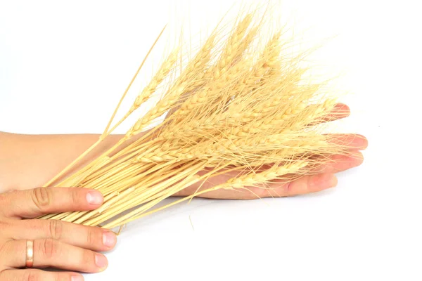 Wheat in the hands of — Stock Photo, Image