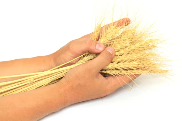 Wheat in the hands of — Stock Photo, Image