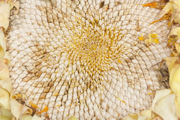 Białe Nasiona pestków słonecznika paczkowane — Zdjęcie stockowe