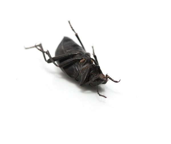 地甲虫 — 图库照片