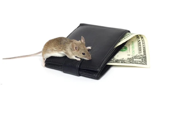 Maus und Dollar auf weißem Hintergrund — Stockfoto