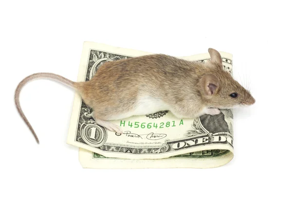 마우스와 달러 — 스톡 사진