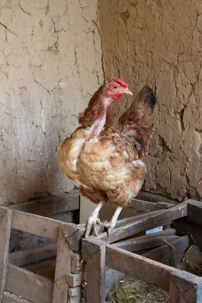 Huhn mit nacktem Hals — Stockfoto