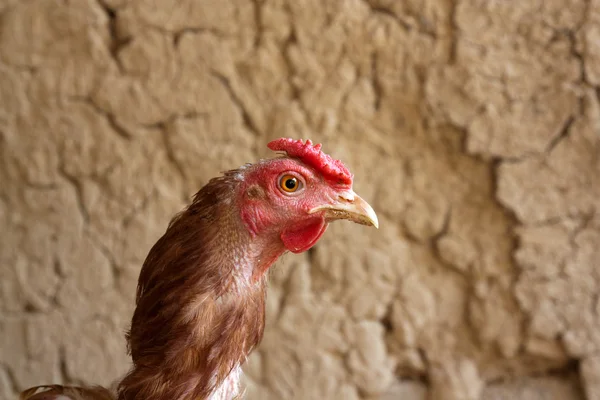 Huhn gegen die Lehmmauer — Stockfoto