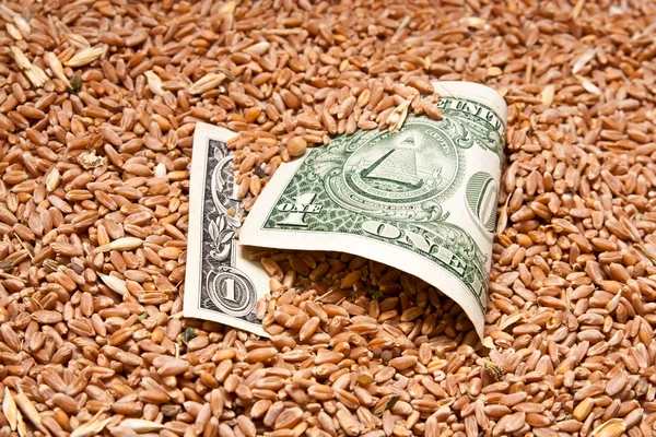 小麦の 1 ドル — ストック写真