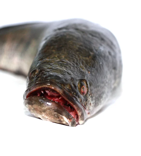 Cabeza de serpiente es un pez feroz aislado en blanco — Foto de Stock