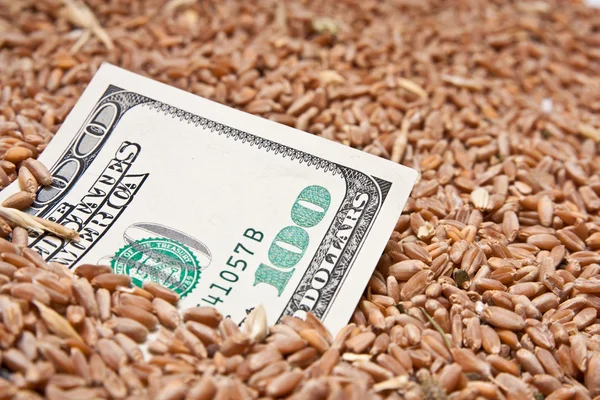 Sto dolarů v pšenici — Stock fotografie