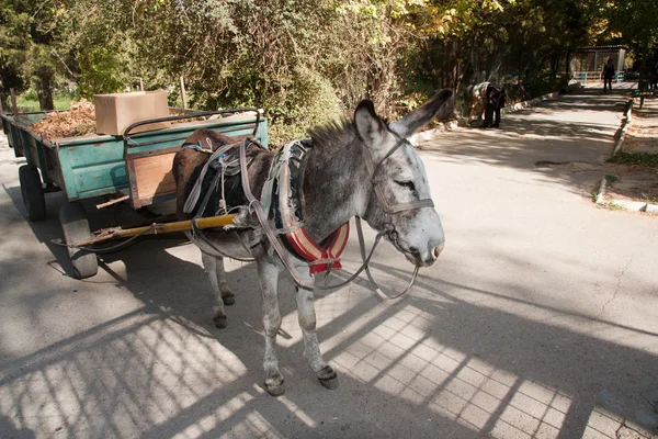 stock image Donkey with a cart