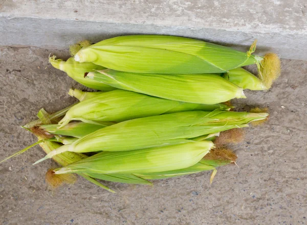 玉米对混凝土 — 图库照片