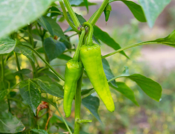 Zielona papryczka chili bez odprowadzenia spalin rośnie na krzaku z tło zamazane pole — Zdjęcie stockowe