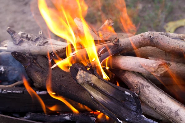 Young birch branch in fire — Stock Photo, Image
