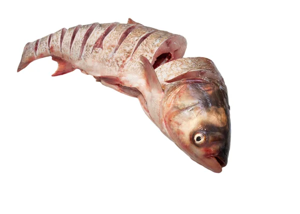 白い背景の上の切口の鯉 — ストック写真