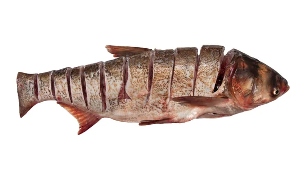 Carp of cuts on a white background — Stock Photo, Image