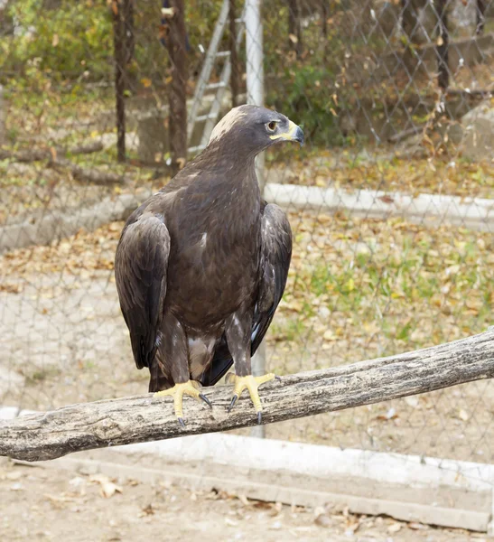 Shouting golden eagle sitting on a pole — Stock Photo, Image