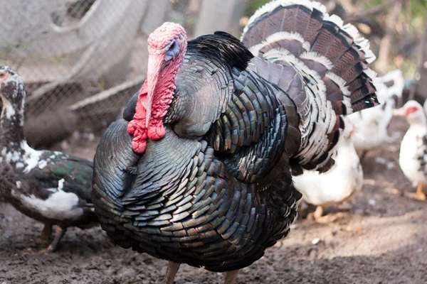 Large male turkey in nature — Stock Photo, Image
