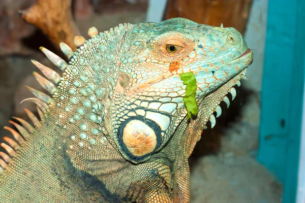 Jefe de Iguana — Foto de Stock