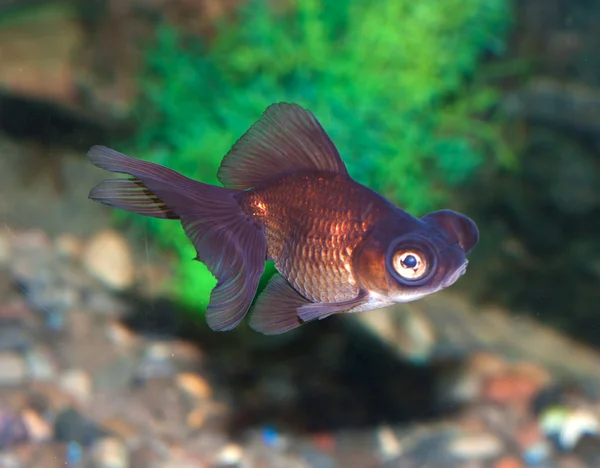 Ryby s větší oka — Stock fotografie