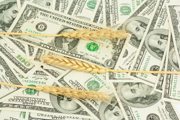 Wheat background on dollar — 图库照片