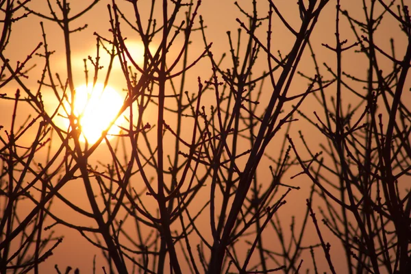 stock image Silhouette of a willow tree with the sun behind the tree