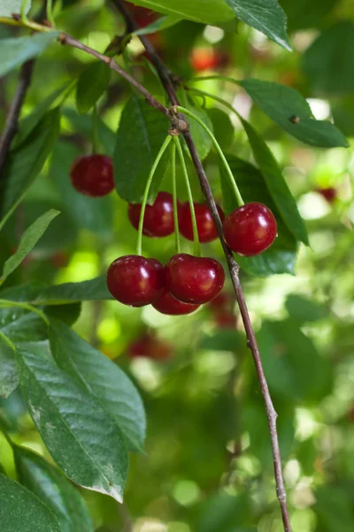 Fresh cherries on the tree Stock Photo