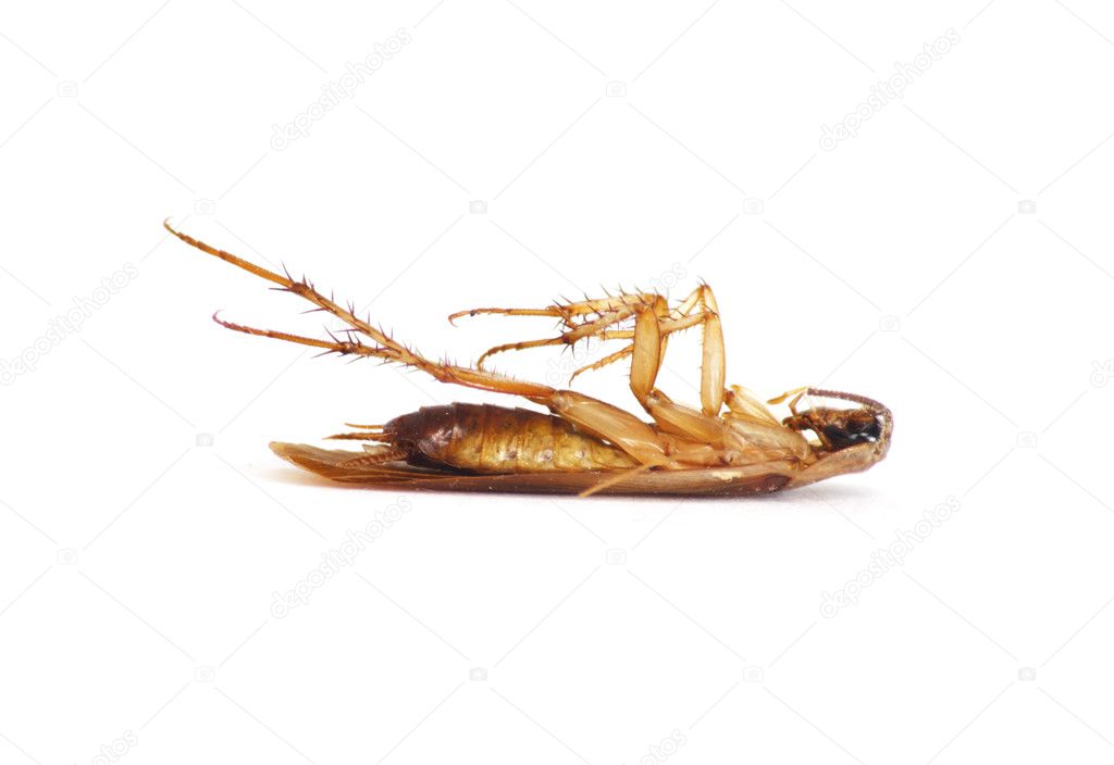 Cockroach lying upside down