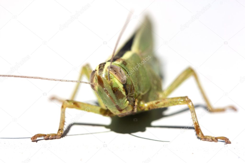 Grasshopper macro