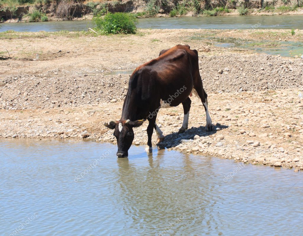 Cow drinks water from a river — Stock Photo © schankz 10245537