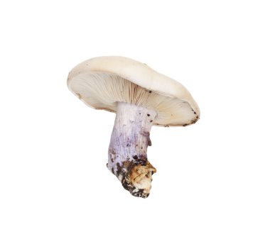 Mushroom blue foot clipart