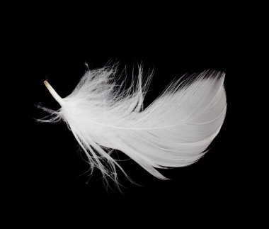 White feather isolated on white background clipart