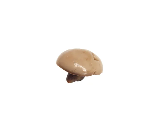 Один гриб ізольований на білому тлі — стокове фото