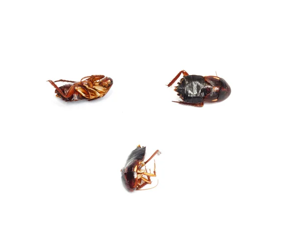 Drie dode kakkerlakken met selectieve aandacht — Stockfoto