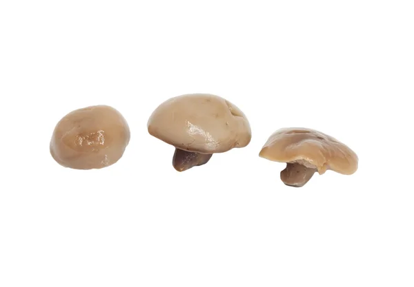 Три гриби білої кнопки ізольовані на білому тлі . — стокове фото