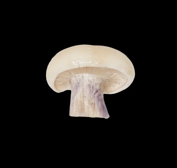 Цілий одиночний свіжий гриб поні ізольований на чорному тлі — стокове фото