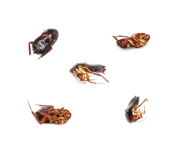 Πέντε κατσαρίδα — Φωτογραφία Αρχείου