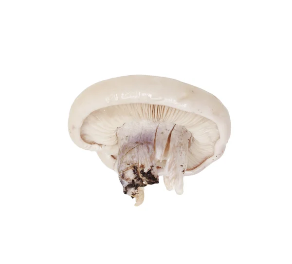 Mushroom blue foot — Stock Photo, Image