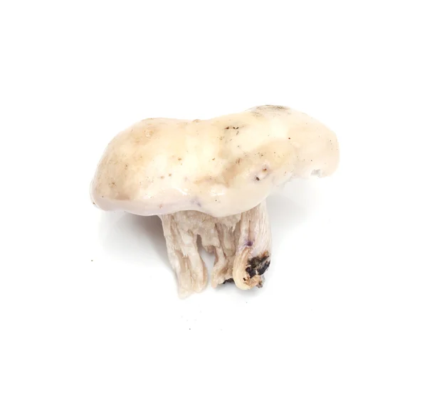 Mushroom blauwe voet — Stockfoto