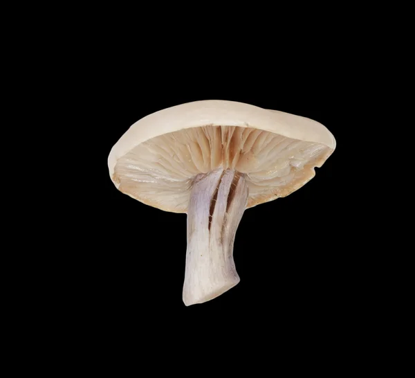Цілий одиночний свіжий гриб поні ізольований на чорному тлі — стокове фото